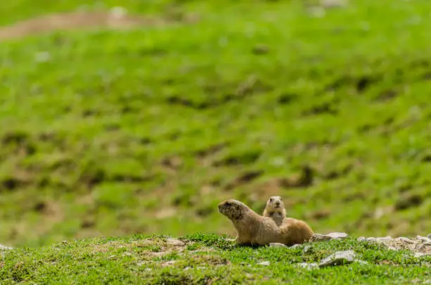 Photo of two meerkats