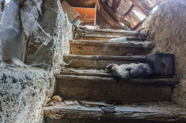 stairs in an old house with a raccoon