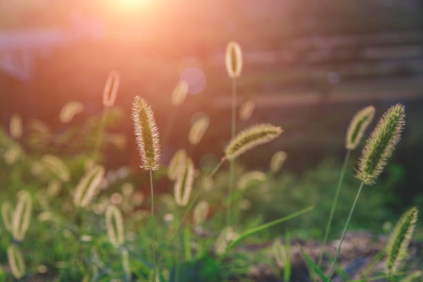 Grass in the sunlight