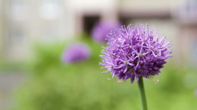 A decorative onions grows on a city flower bed.