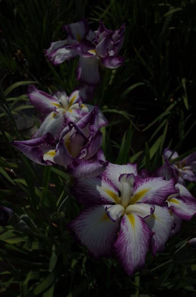 istock Iris - Purple, White and Yellow 977594128