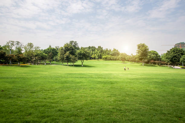 grünen rasen in öffentlichen stadtpark - golf golf course sunrise morning stock-fotos und bilder