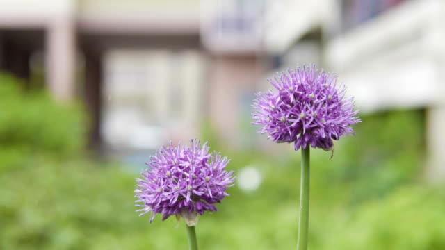 A decorative onions grows on a city flower bed.