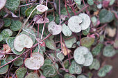 Ceropegia woodii or chain of hearts or rosary vine or hearts-on-a-string or sweetheart vine green and red plant soft focus