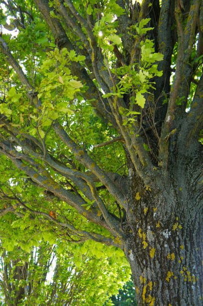 istock Green crown of oak tree 977598560