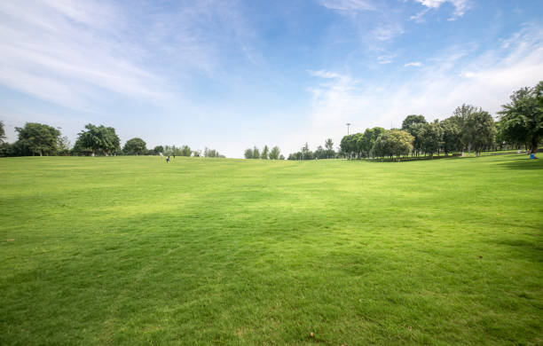 istock Green lawn in urban public park 977598662