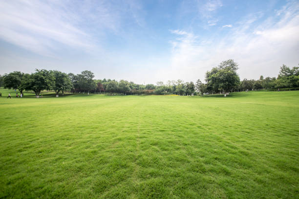 istock Green lawn in urban public park 977599092