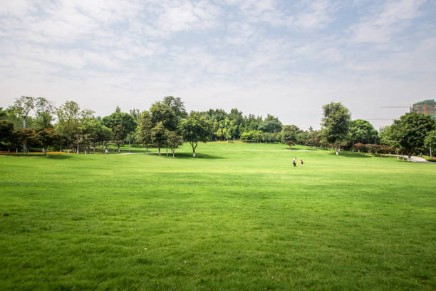 grünen rasen in öffentlichen stadtpark - golf landscape golf course tree stock-fotos und bilder