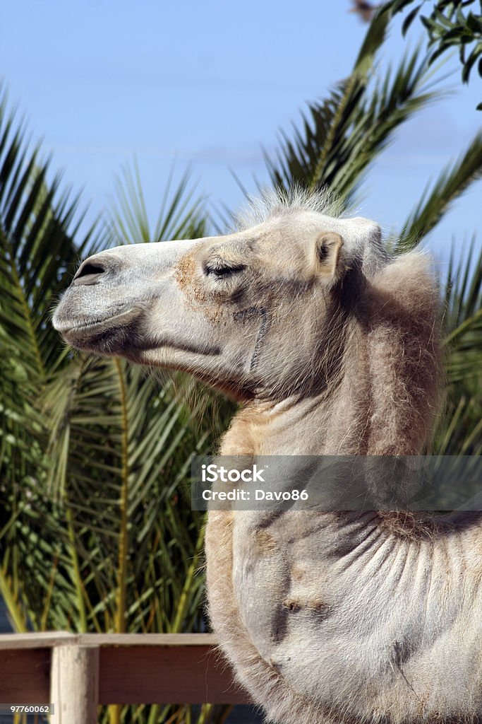 Weise alte Kamel - Lizenzfrei Afrika Stock-Foto