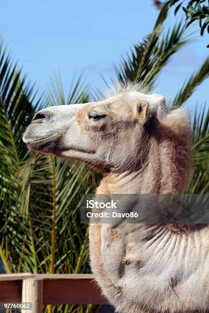 Weise Alte Kamel Stockfoto und mehr Bilder von Afrika - Afrika, Asien, Ausgedörrt