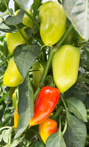 istock Pepper growing in the garden 977601810