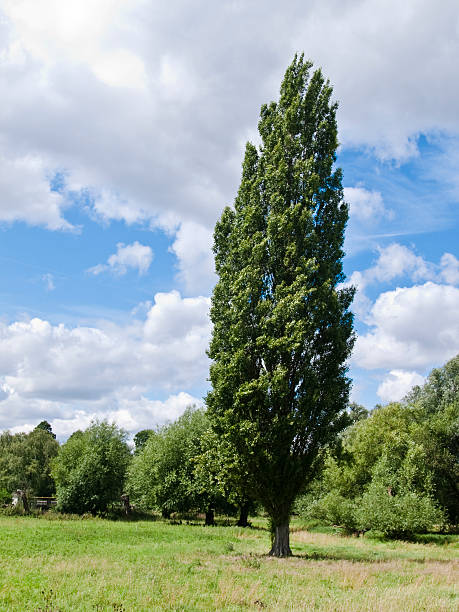 하나의 포플라 디어필드에서 앞에서 기타 나무 - poplar tree 뉴스 사진 이미지