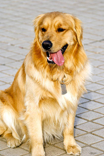 Golden Retriever stock photo