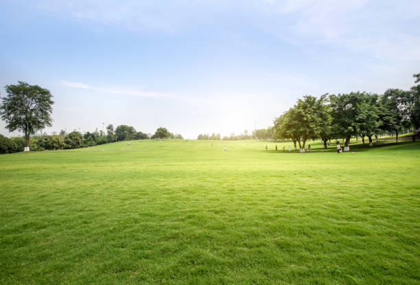 istock Green lawn in urban public park 977602182