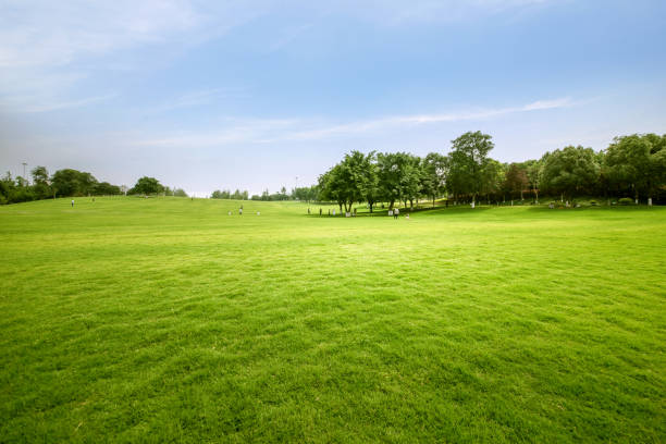 istock Green lawn in urban public park 977602338