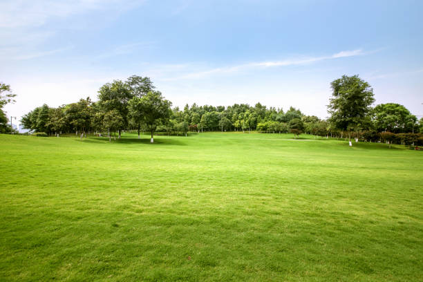 istock Green lawn in urban public park 977602442
