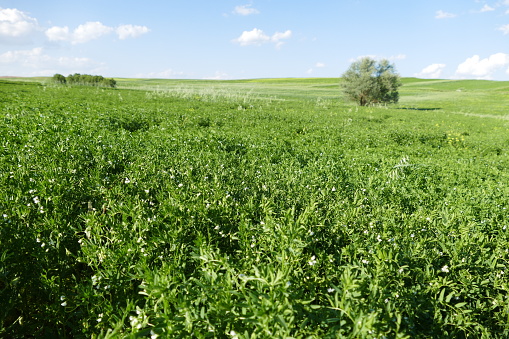 lentil field and flowering lentil plant,
