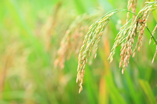 rice - rice paddy rice food short grain rice stock-fotos und bilder
