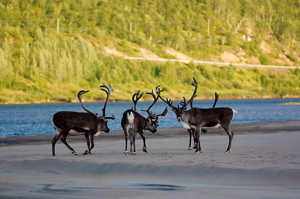 istock Reindeers on the coast of river in Norway 97760451