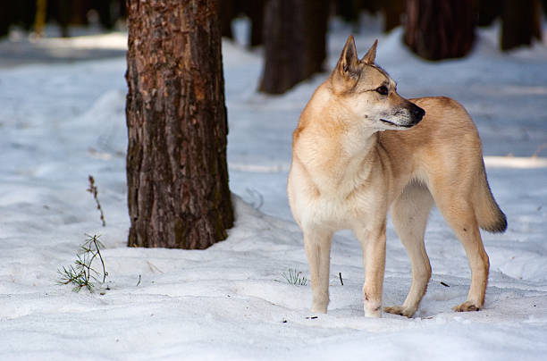 Finnish Spitz-dog stock photo