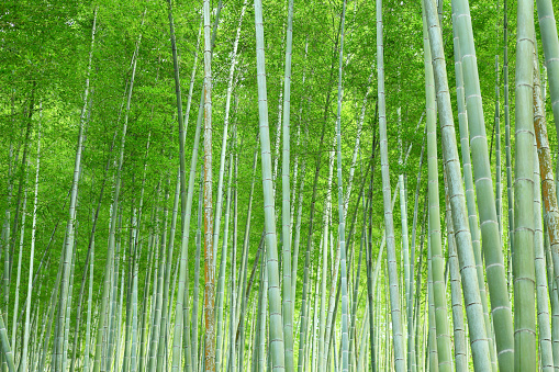 Quiet bamboo forest, emerald green