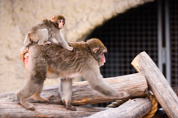 Beautiful view of two monkeys, cleaning each other