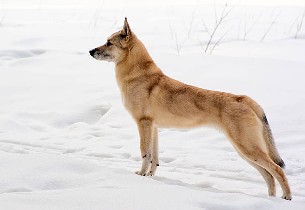 Finnish Spitz-dog  finnish spitz stock pictures, royalty-free photos & images