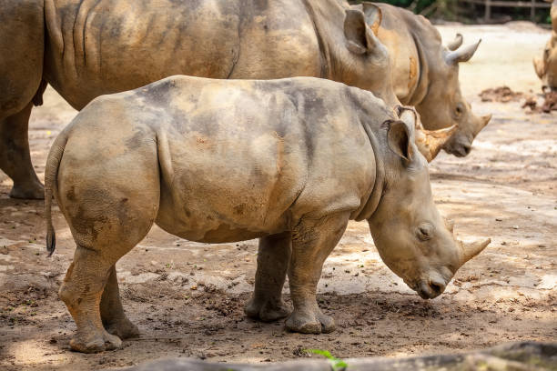 istock A walking white rhinoceros 977615956