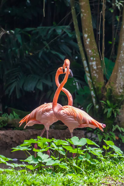 istock Two flamingos courting or playing 977616208