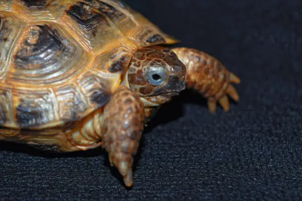 Photo of Portrait of the Cub of a Central Asian turtle