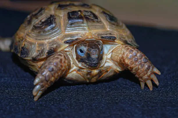 Photo of Portrait of the Cub of a Central Asian turtle