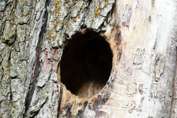 ninho de pássaro, feito de árvores de salgueiro, natural de ninhos, - birdhouse birds nest animal nest house - fotografias e filmes do acervo