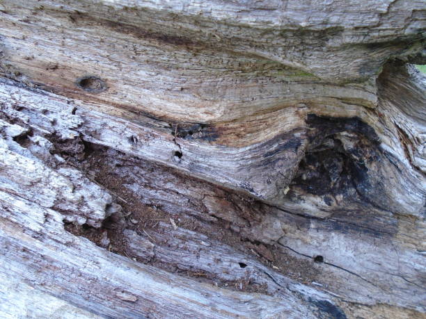istock textured natural wood, detail 977622396