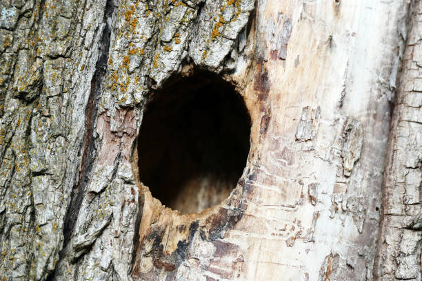 ninho de pássaro, feito de árvores de salgueiro, natural de ninhos, - birdhouse birds nest animal nest house - fotografias e filmes do acervo