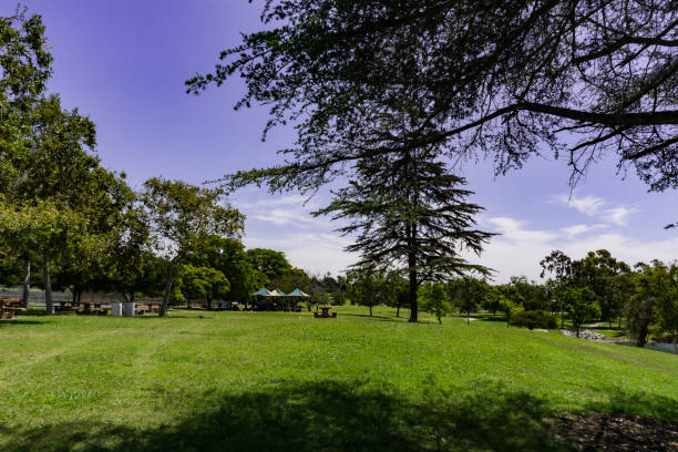 istock Now the green leaves. 977625688