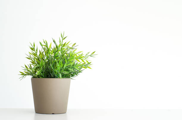 Fake green potted plant stock photo
