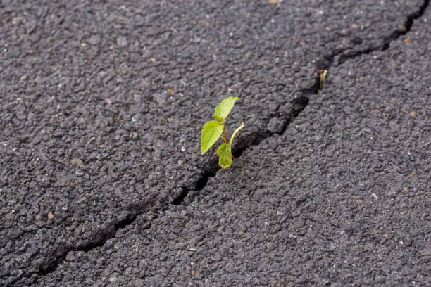 istock Green sprout, plant on gray cracked asphalt, leader concept 977632068