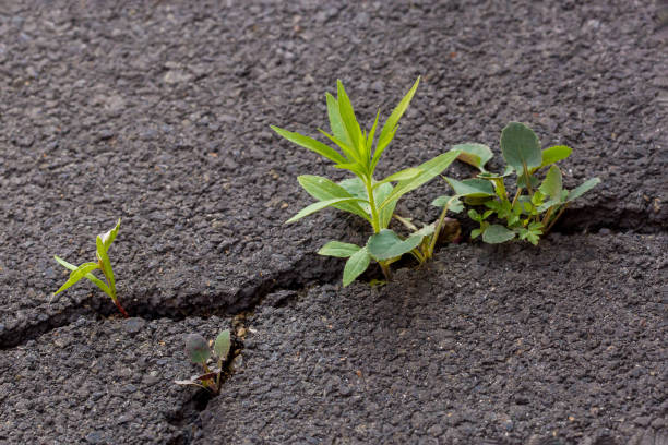 istock Green sprout, plant on gray cracked asphalt, leader concept 977632076