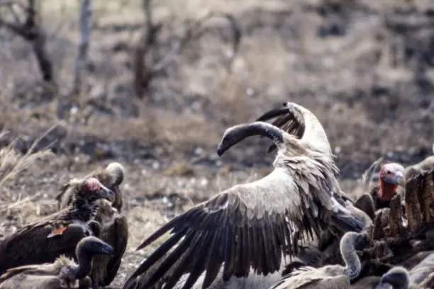 Photo of Cape Vulture