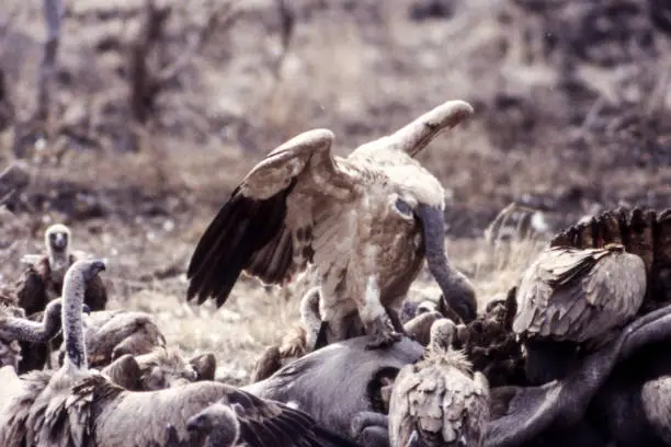 Photo of Cape Vulture