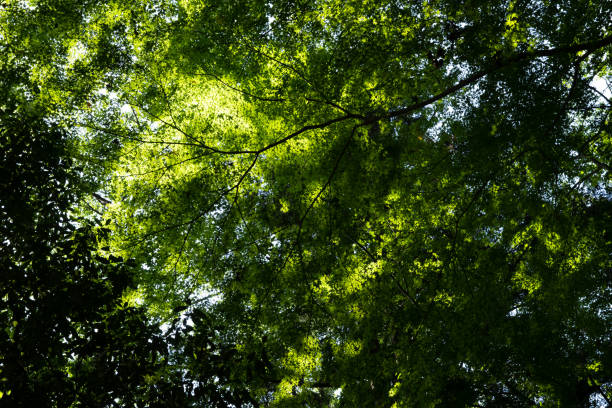 istock Fresh verdure, Kyoto, Japan 977632234