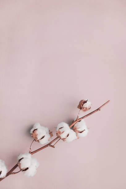 Cotton flower on pastel pale pink, minimalism