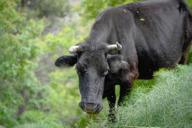 istock black cow in the wild 977637802