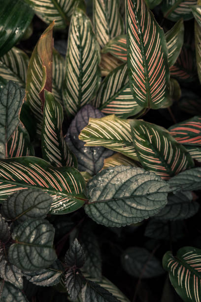istock Dark faded green leaves pattern background 977638284