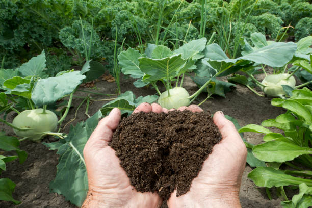 Vegetable garden Vegetable garden - compost in hand topsoil stock pictures, royalty-free photos & images