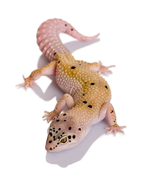 istock high angle view of Bell albino bolt strip leopard gecko 97763880