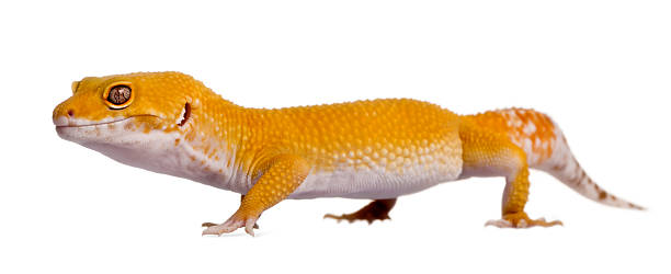 istock Profile of Leopard gecko walking and looking away 97763891