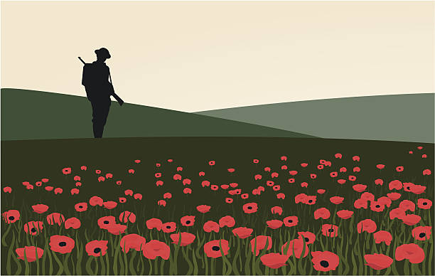 ilustrações de stock, clip art, desenhos animados e ícones de o soldado solitário - poppy field