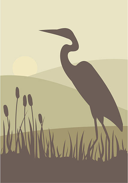 Heron A heron wades through bullrushes against a serene landscape. cattail stock illustrations