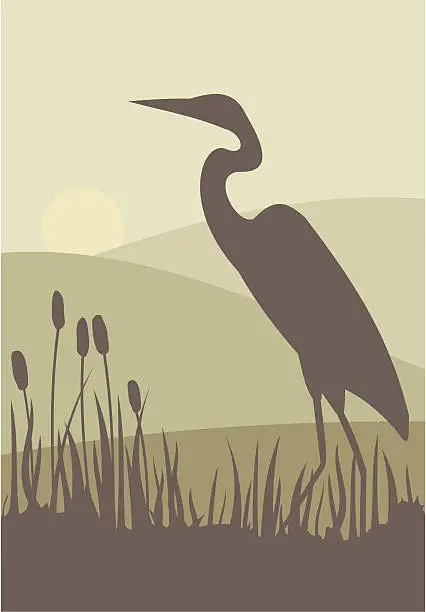 Vector illustration of Heron